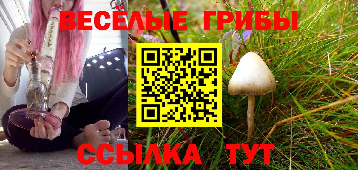 Тара  Псилоцибиновые грибы Psilocybine cubensis  Вход с VPN  Галлюциногенные грибы Psilocybe 